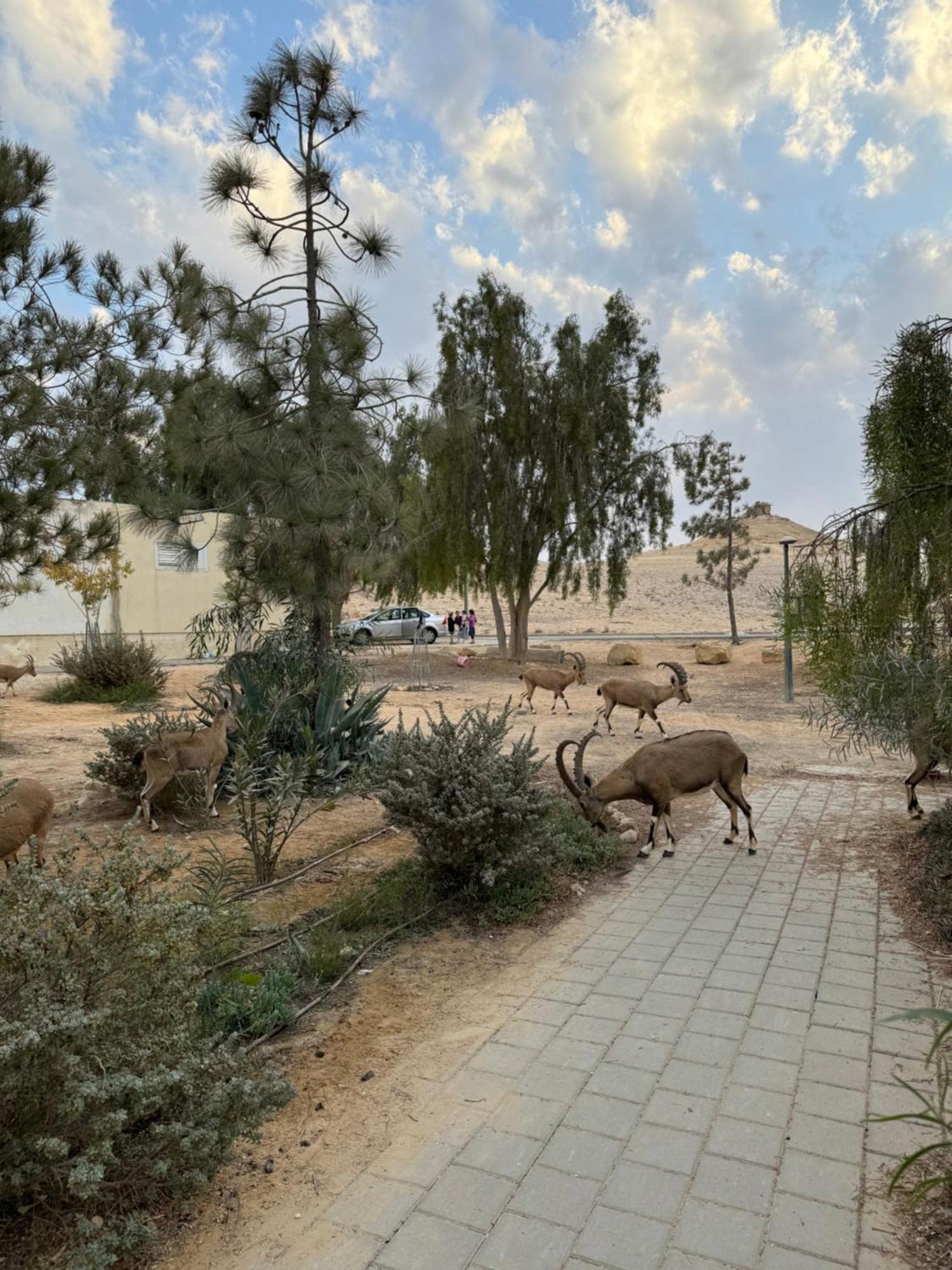 شقة הבית המדברי ميتزبي رامون المظهر الخارجي الصورة